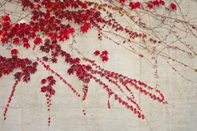 红色爬山虎图片